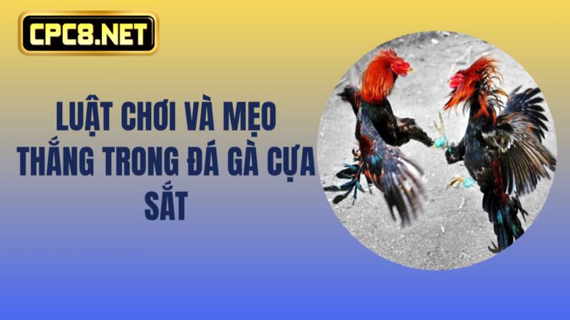 Luật chơi và mẹo thắng trong đá gà cựa sắt